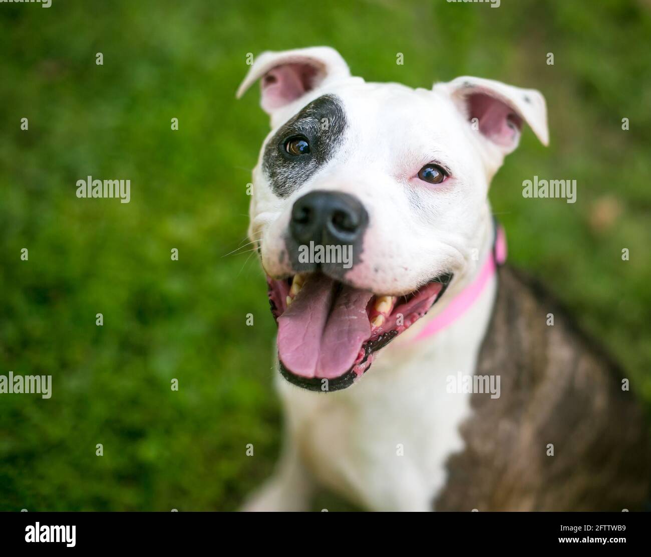 A happy Pit Bull Terrier mixed breed dog with brindle and white