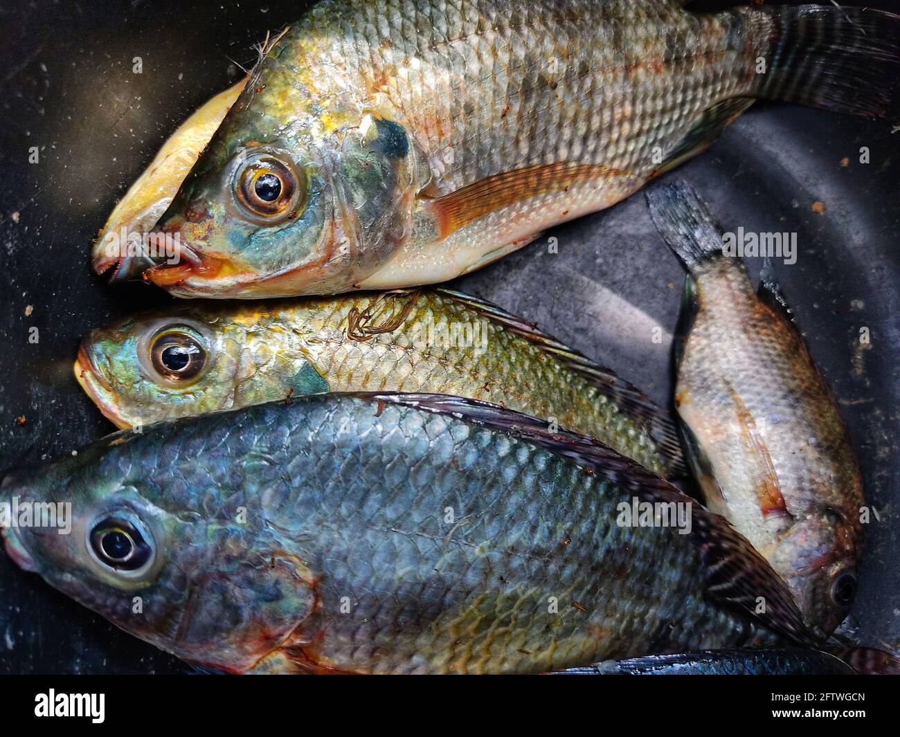 fresh Tilapia fish in basket after harvest Stock Photo Alamy