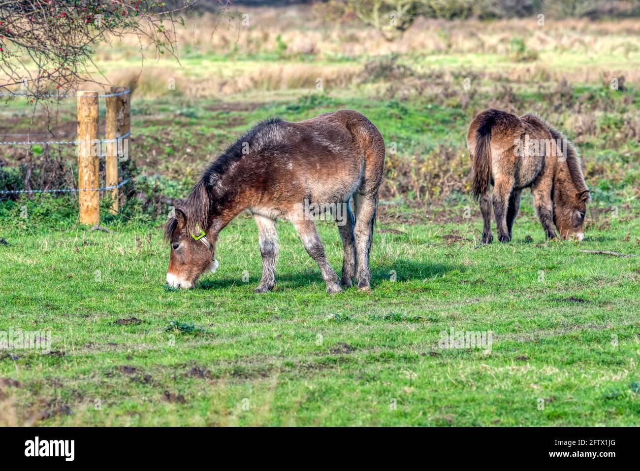 Exmoor ponies introduced to the Ken Hill rewilding project as conservation grazing animals.  Pony on left wearing collar with satellite tracking. Stock Photo