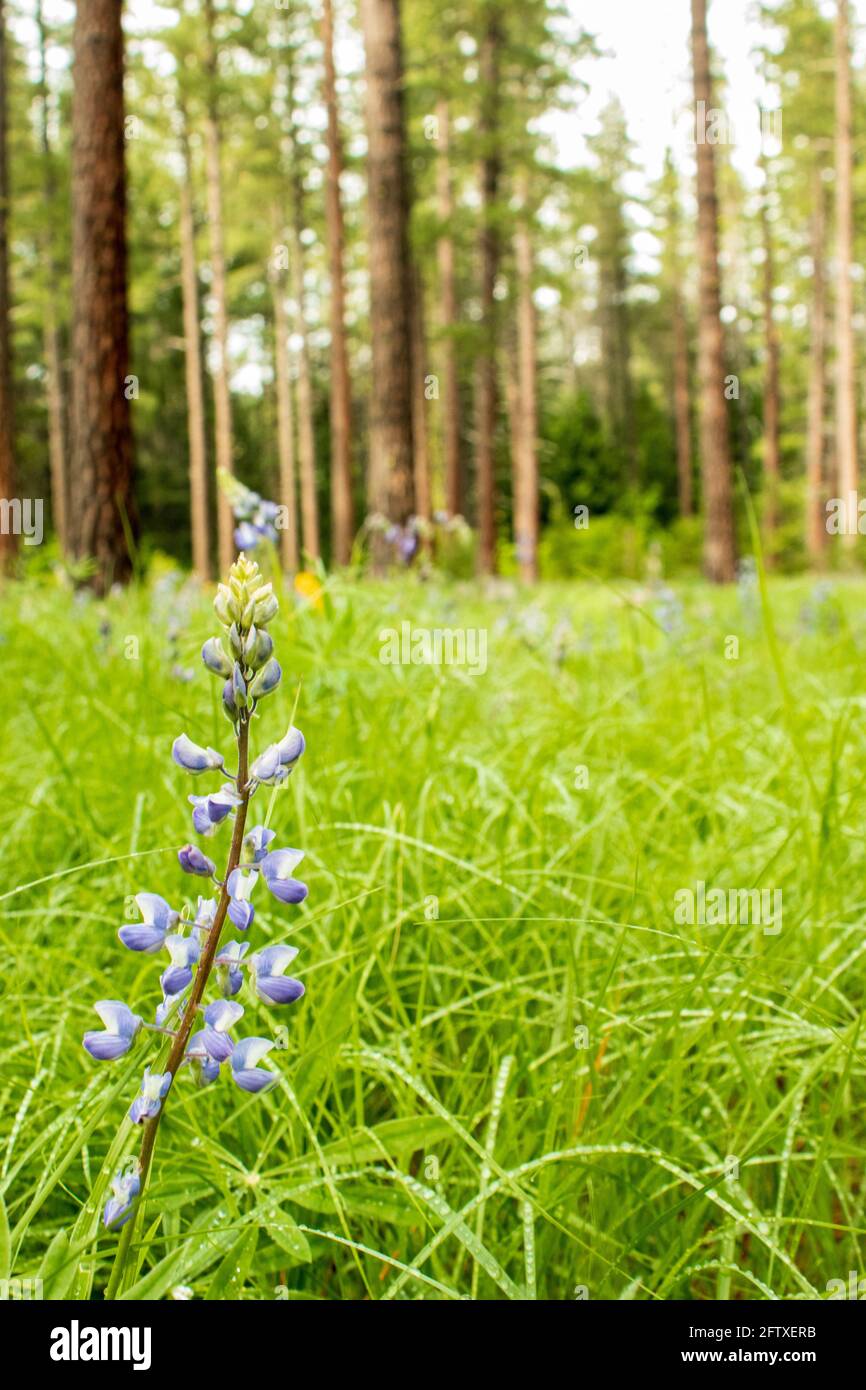 Wild violet lupine flowers growing in a forest meadow Stock Photo