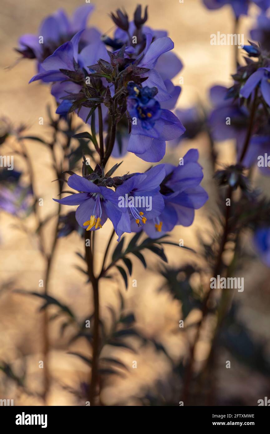 Polemonium yezoense var. hidakanum Bressingham Purple = 'Polbress' flower in close-up Stock Photo