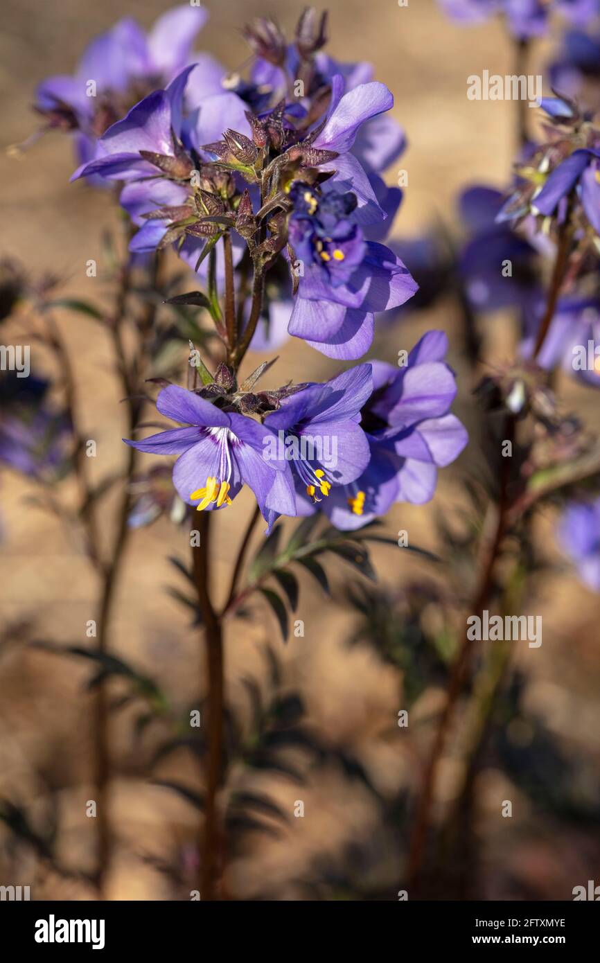 Polemonium Yezoense var Hidakanum – Bressingham Purple flowering, close-up natural plant portrait Stock Photo