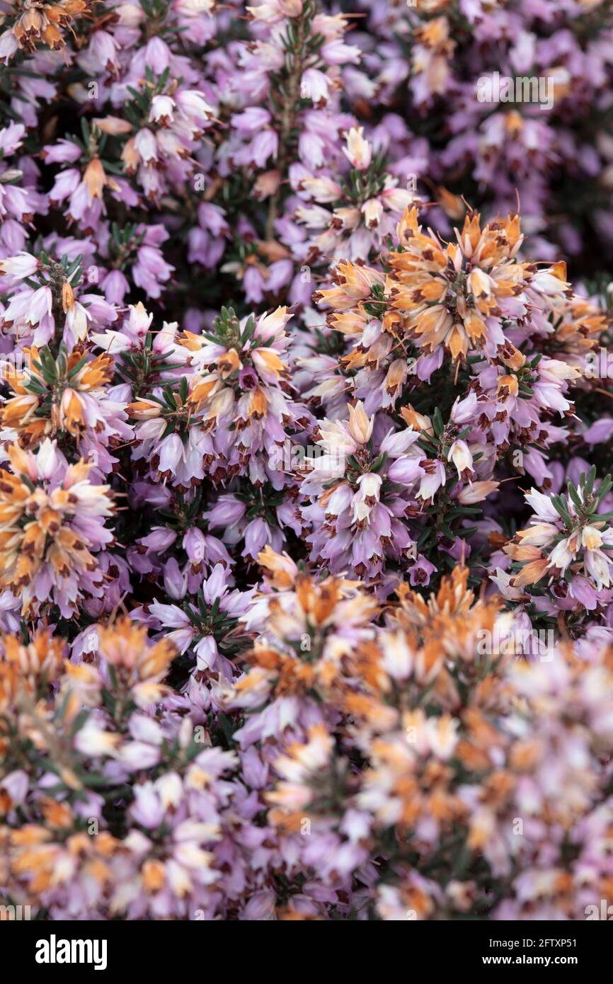 Very close-up of beautiful Erica Erigena Rosea flower spikes Stock Photo