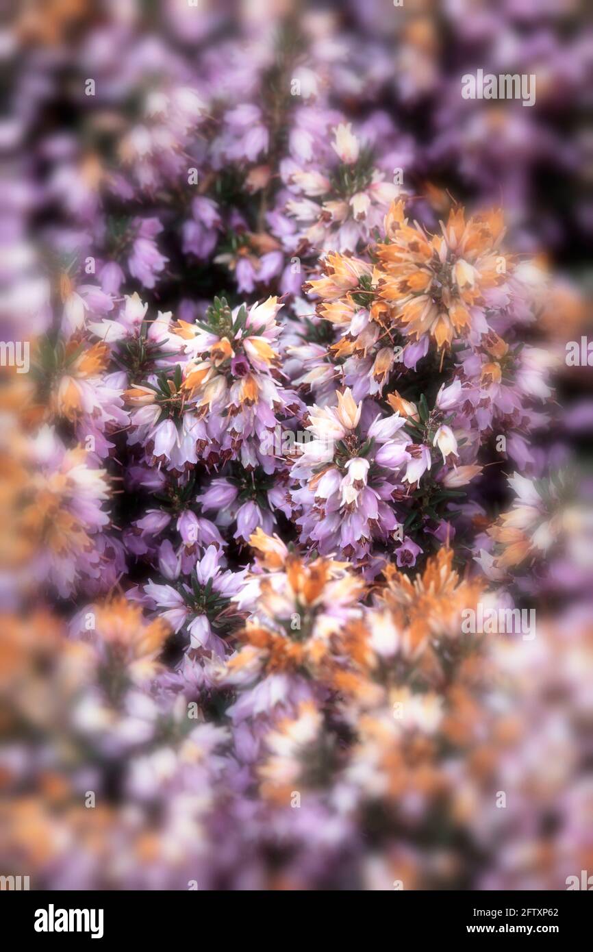 Very close-up of beautiful Erica Erigena Rosea flower spikes Stock Photo
