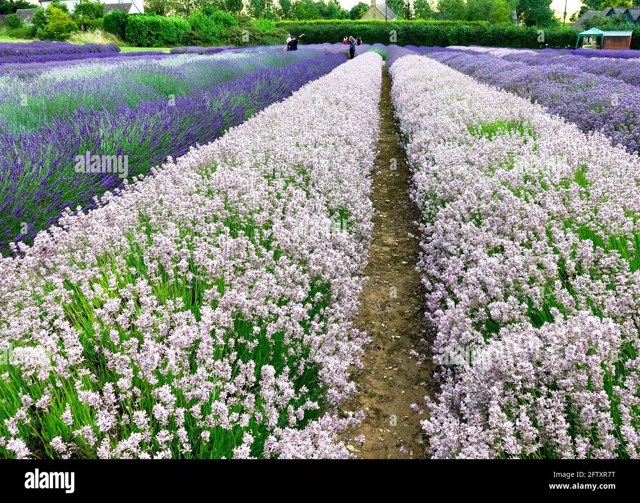 Cotswold Lavender farm Snowshill Stock Photo