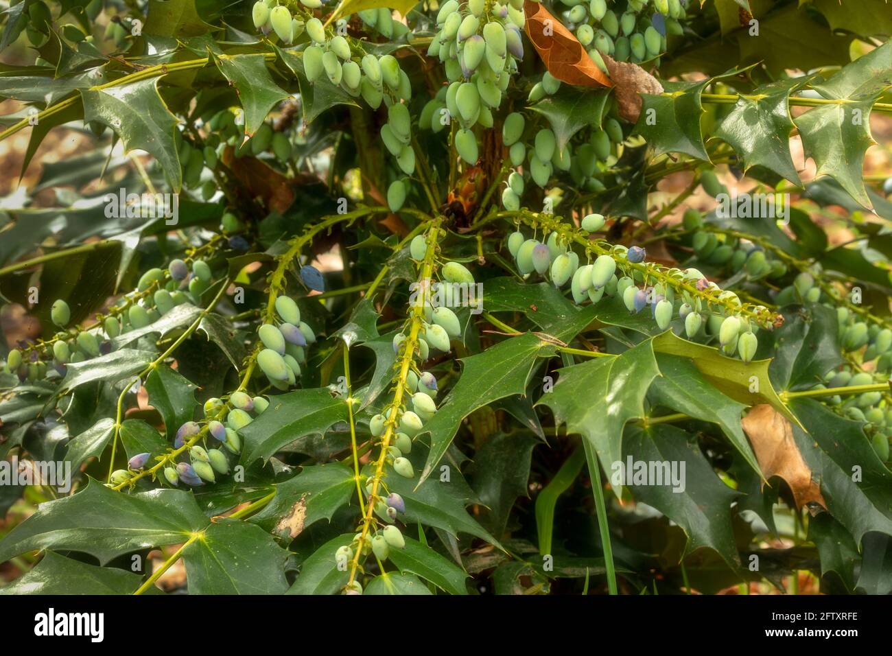Mahonia x Media – Winter Sun, close-up natural plant portrait Stock Photo