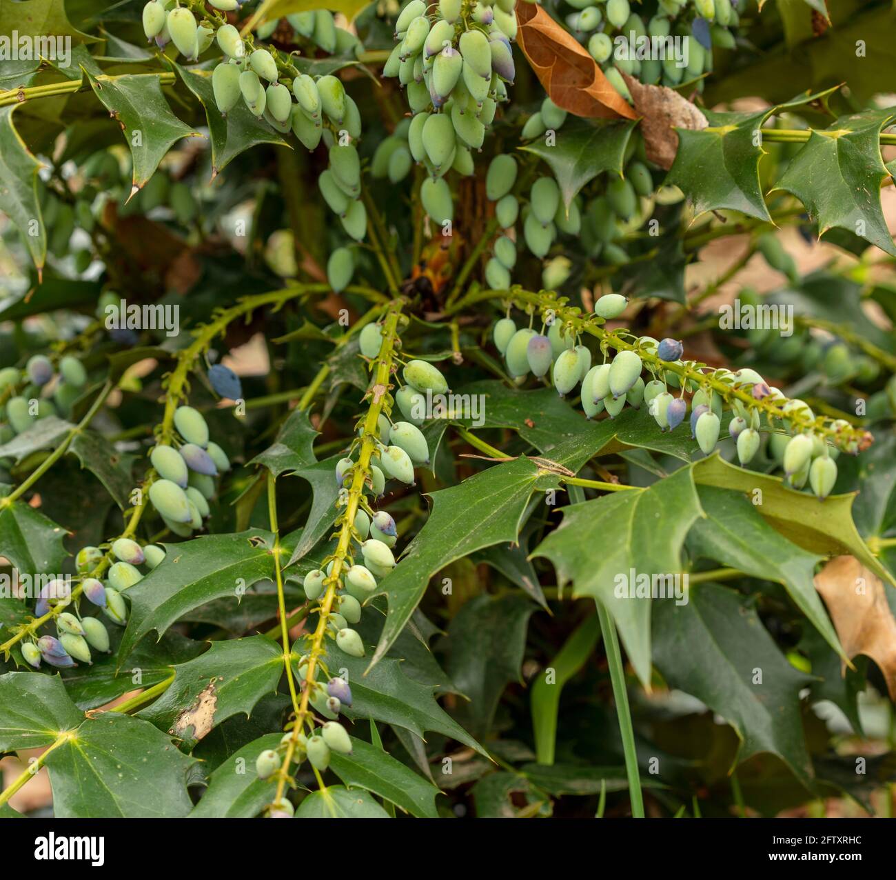 Mahonia x Media – Winter Sun, close-up natural plant portrait Stock Photo