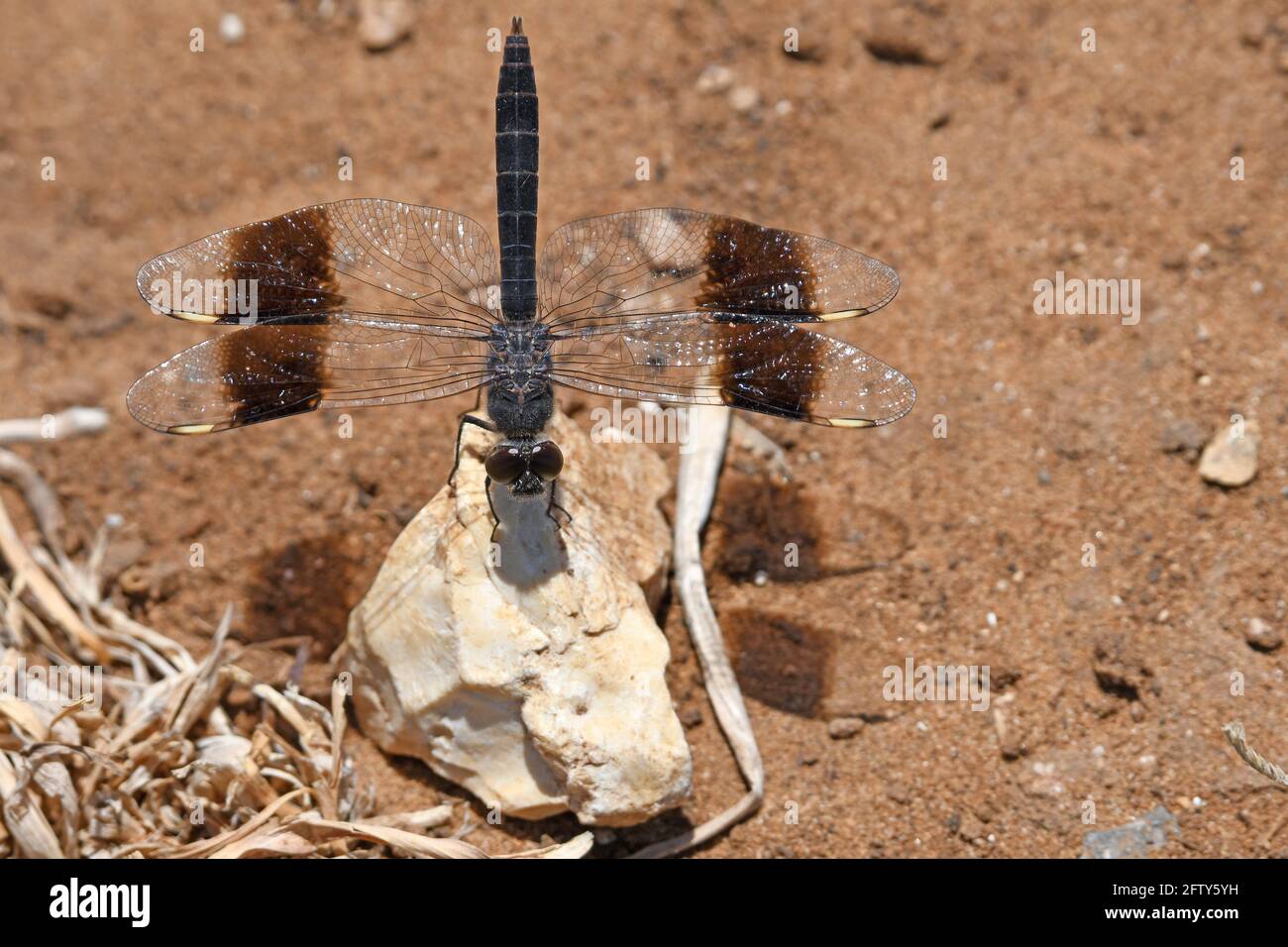 Groundlings Area Northern banded groundling Stock Photo - Alamy