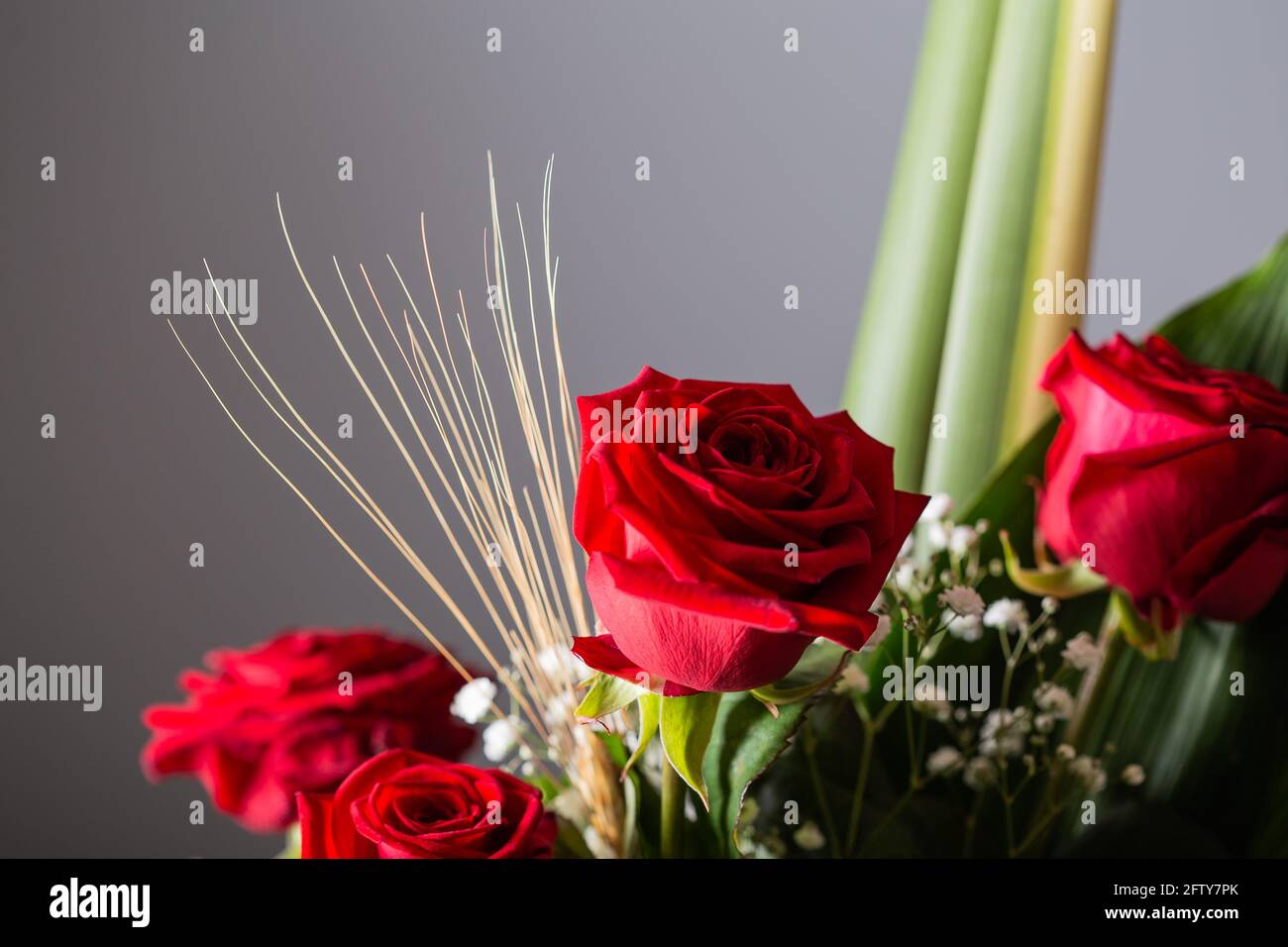 Grey Red Roses Grey background of red roses hi-res stock photography and images - Alamy
