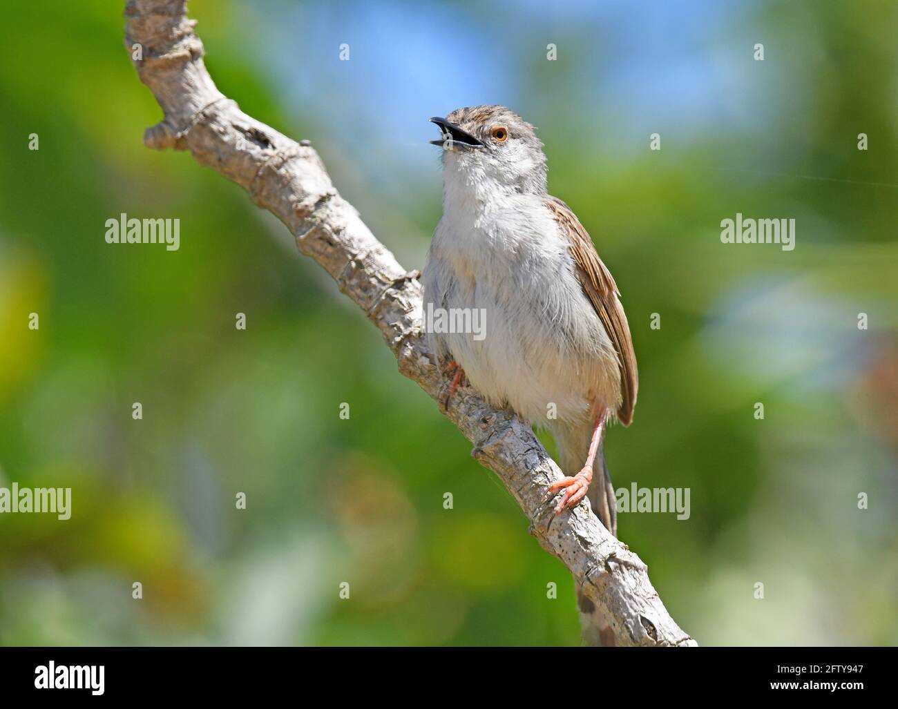 Graceful Prinia singing Stock Photo