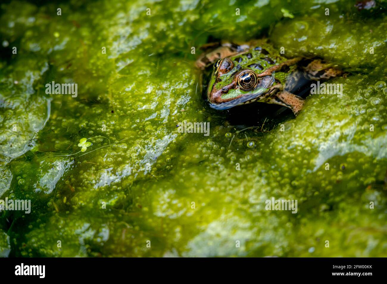 One pool frog in water in natural habitat. Pelophylax lessonae