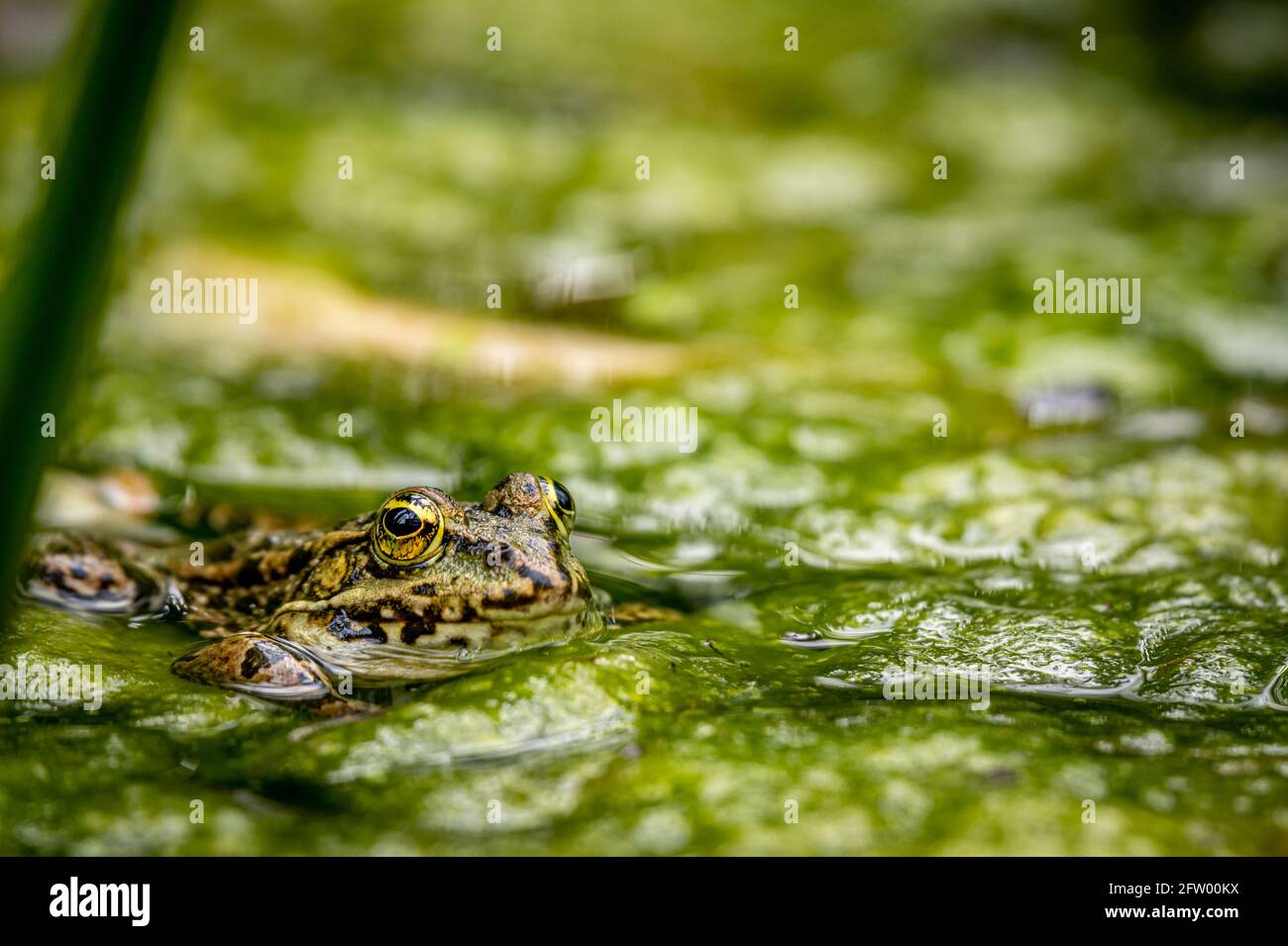 One pool frog in water in natural habitat. Pelophylax lessonae