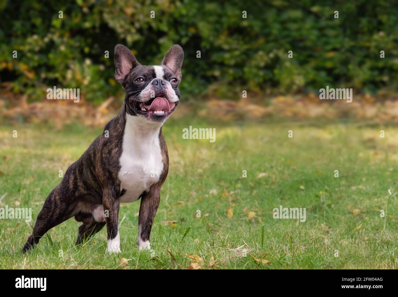 Beautiful purebred Boston Terrier posing in garden copyspace Stock
