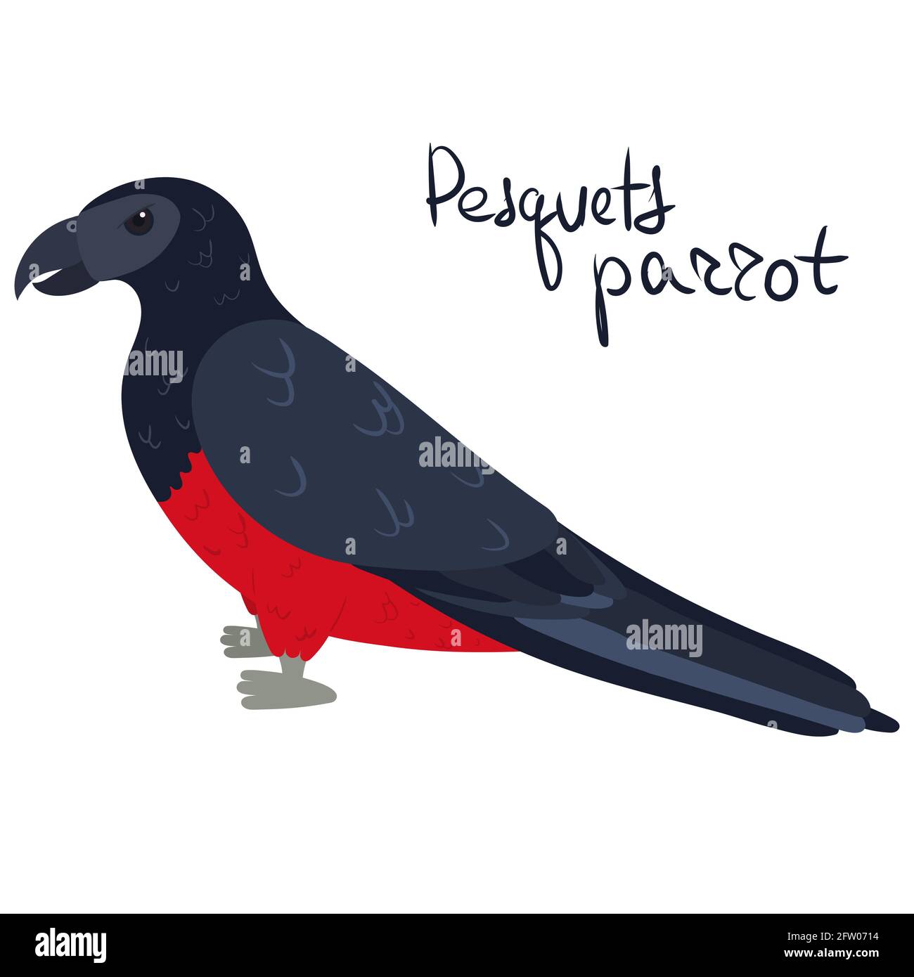 Pesquets parrot, also known as the Dracula or vulturine parrot in cartoon style on white background. Vector hand drawn illustration. Psittrichas fulgidus Stock Vector
