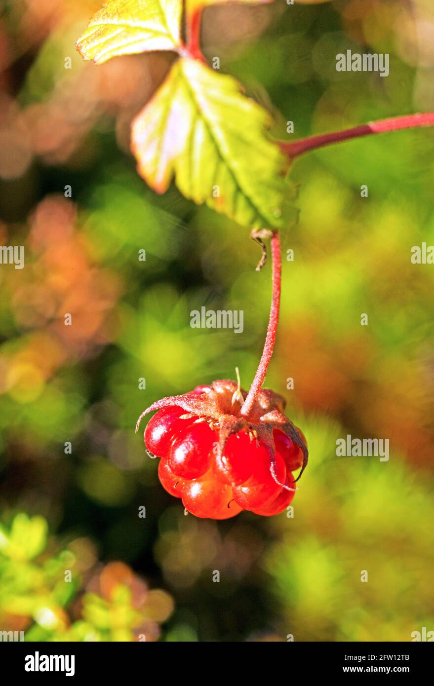 Arctic Bramble (Rubus arcticus) Photo: Bengt Ekman / TT / code 2706 Stock Photo
