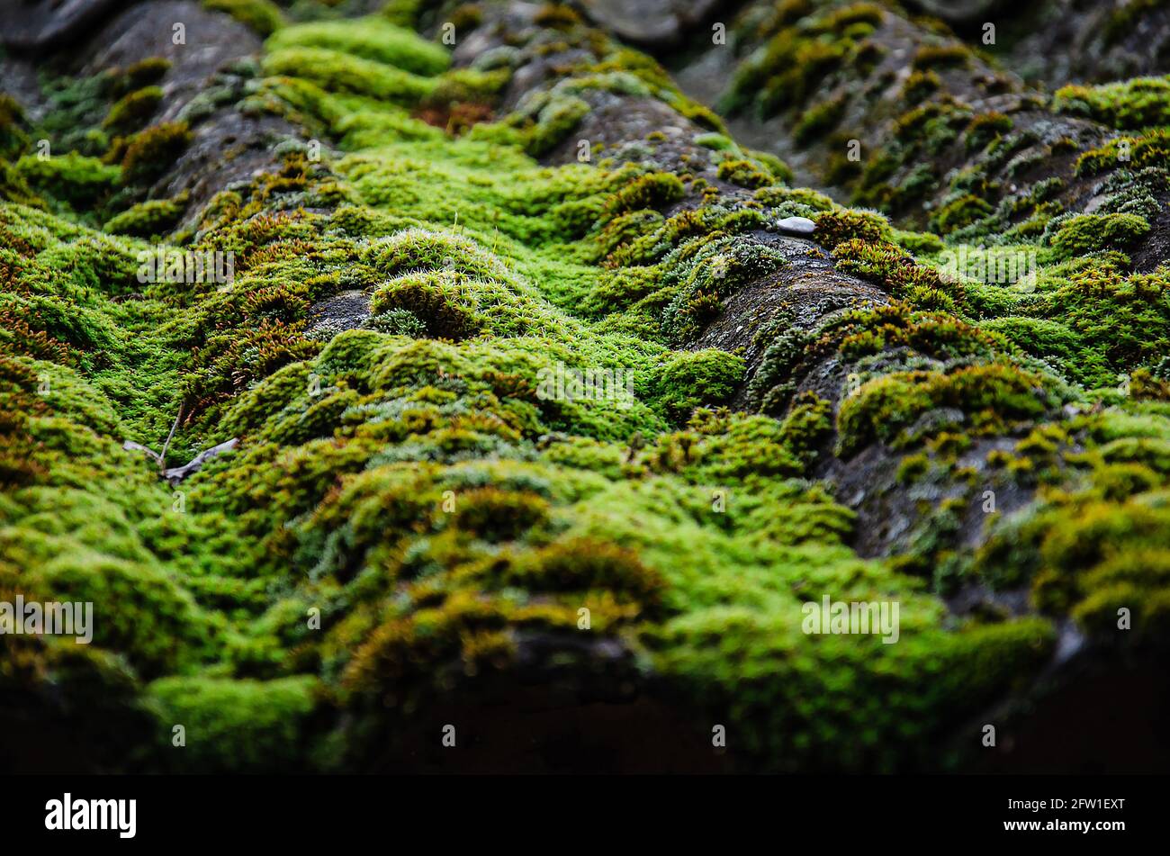 A closeup shot of a roof covered with moss Stock Photo