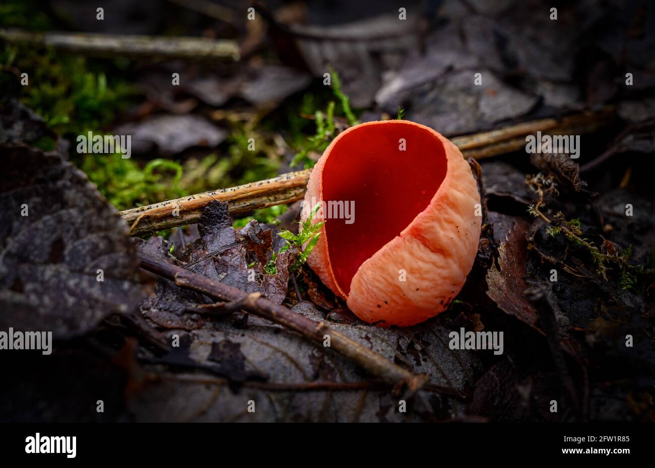 Scarlet elfcup fungi, Sarcoscypha coccinea/Sarcoscypha austriaca New Moss Wood, Chat Moss - Woodland Trust Stock Photo