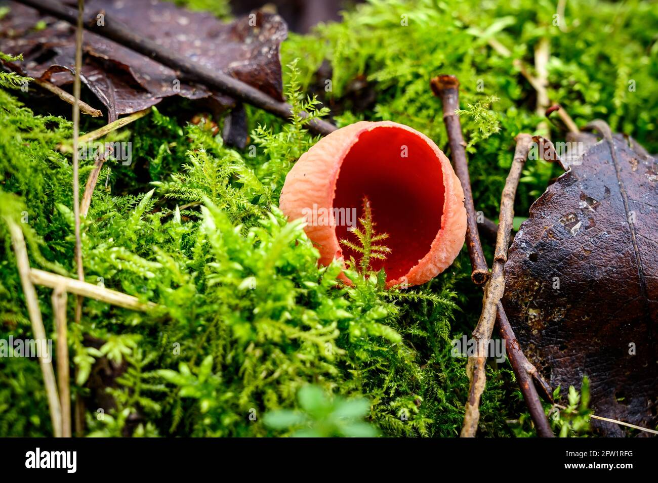Scarlet elfcup fungi, Sarcoscypha coccinea/Sarcoscypha austriaca New Moss Wood, Chat Moss - Woodland Trust Stock Photo