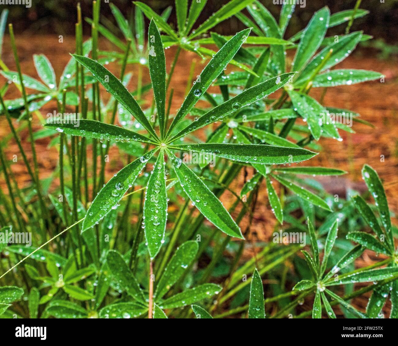 Rain drops sitting on the leaves of a wild plant in the forest Stock Photo