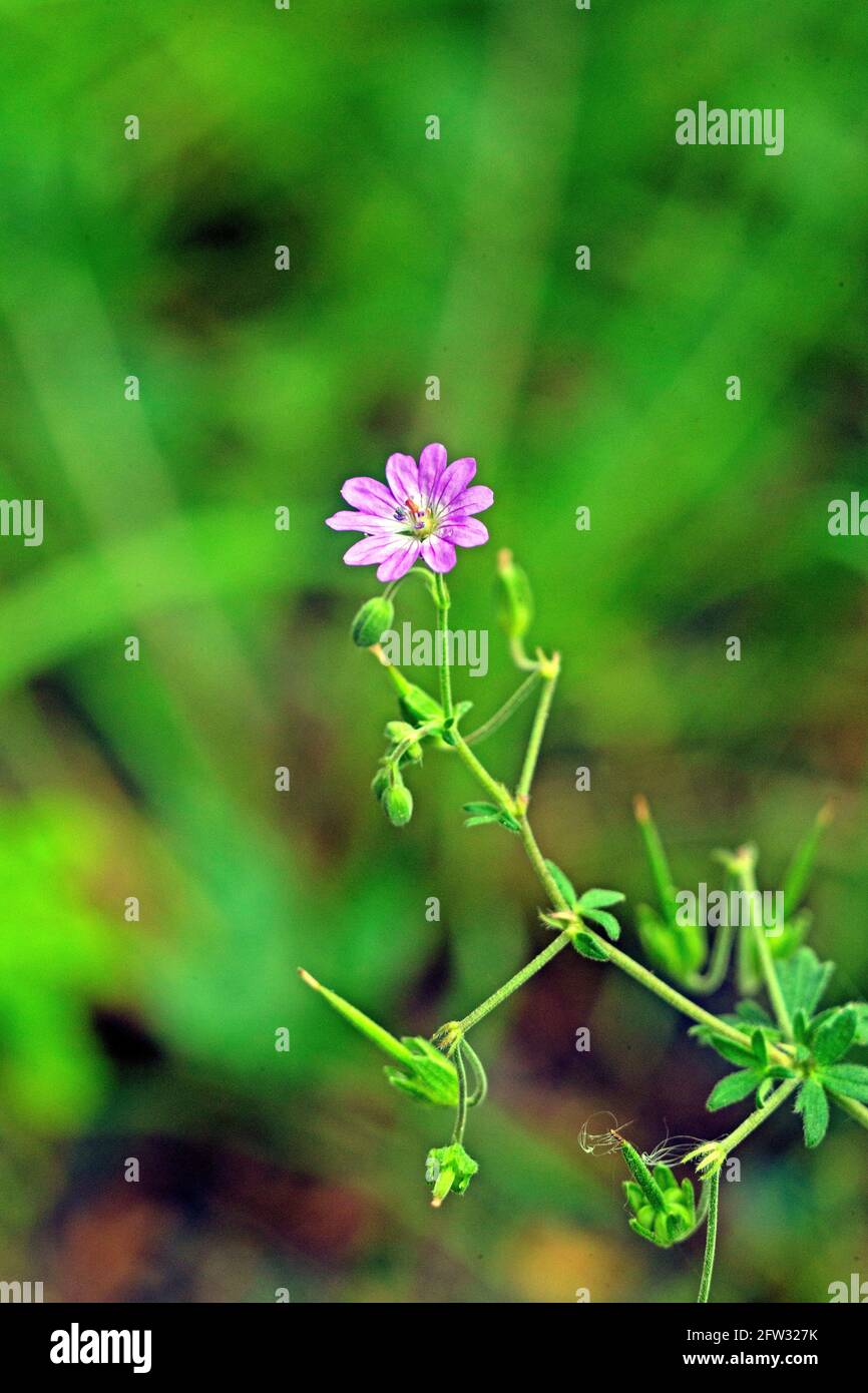 Small- flowered Crane´s bill (Geranium pusillum) Photo: Bengt Ekman / TT / code 2706 Stock Photo