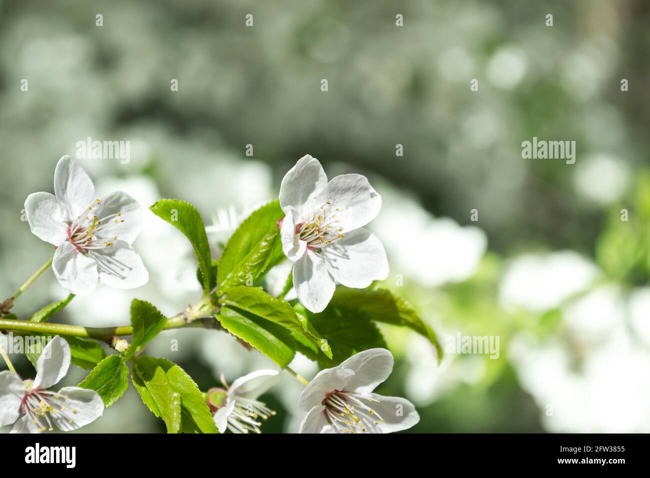 Spring cherry plum blossom close-up, background defocus Stock Photo - Alamy