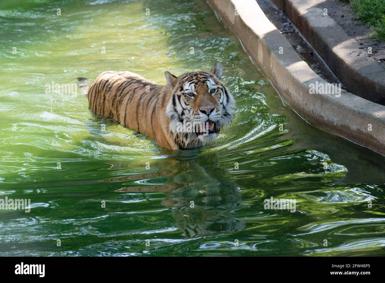Washington, USA. 21st May, 2021. Photo taken on May 21, 2021 shows a tiger  at Smithsonian's National Zoo in Washington, DC, the United States. The Smithsonian's  National Zoo reopened in Washington, DC