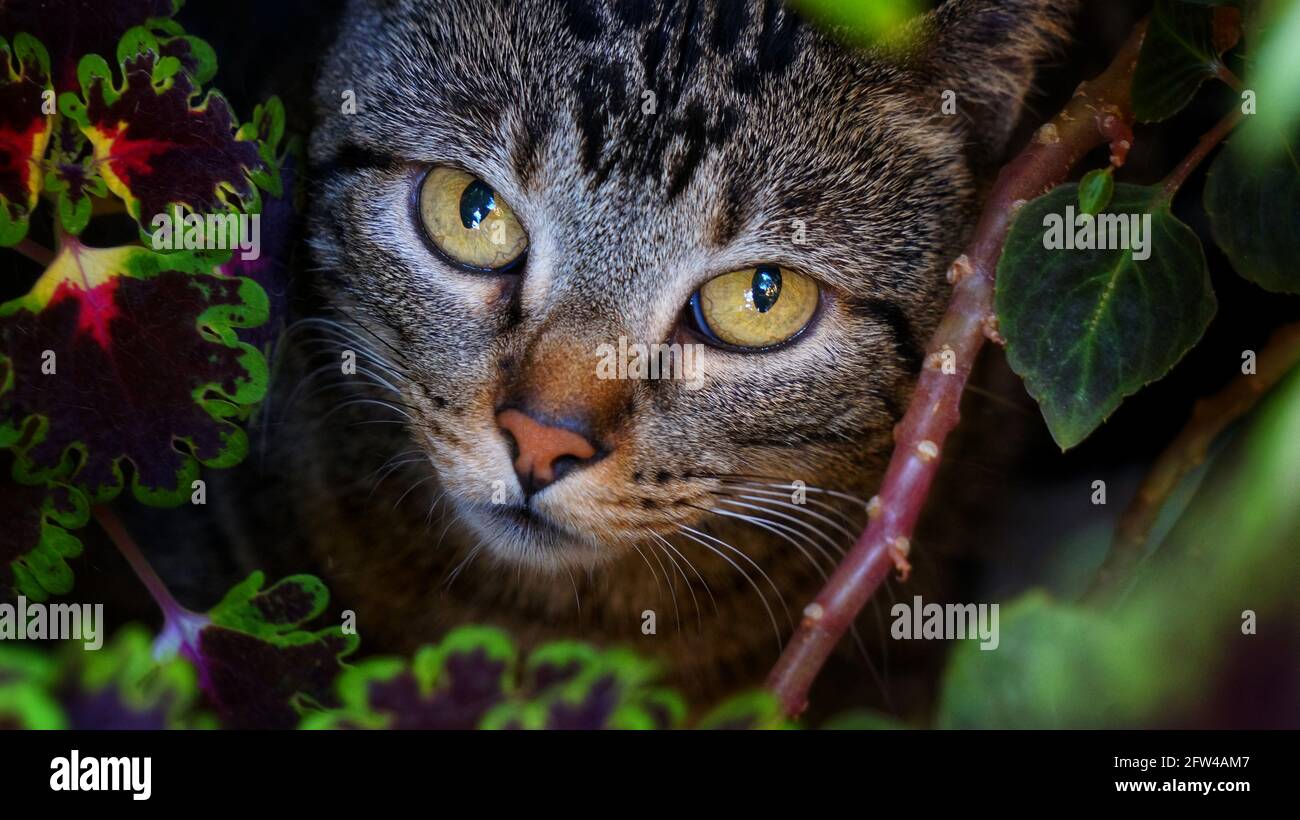 Small cute domestic cat hidden in the garden surrounded by colorful plants and looking to the camera. Taken outdoors in a warm summer morning. Stock Photo