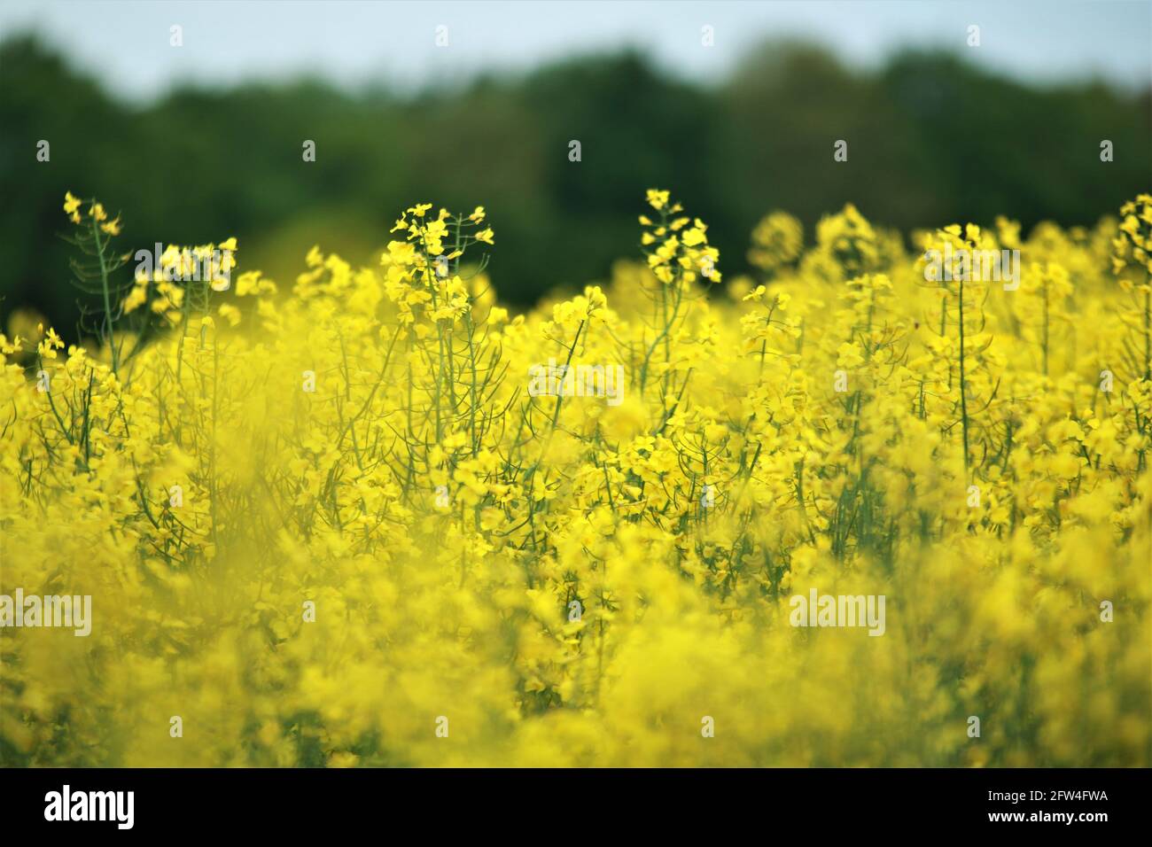 Close up of some yellow rapeseed blossoms against a rapeseed field Stock Photo