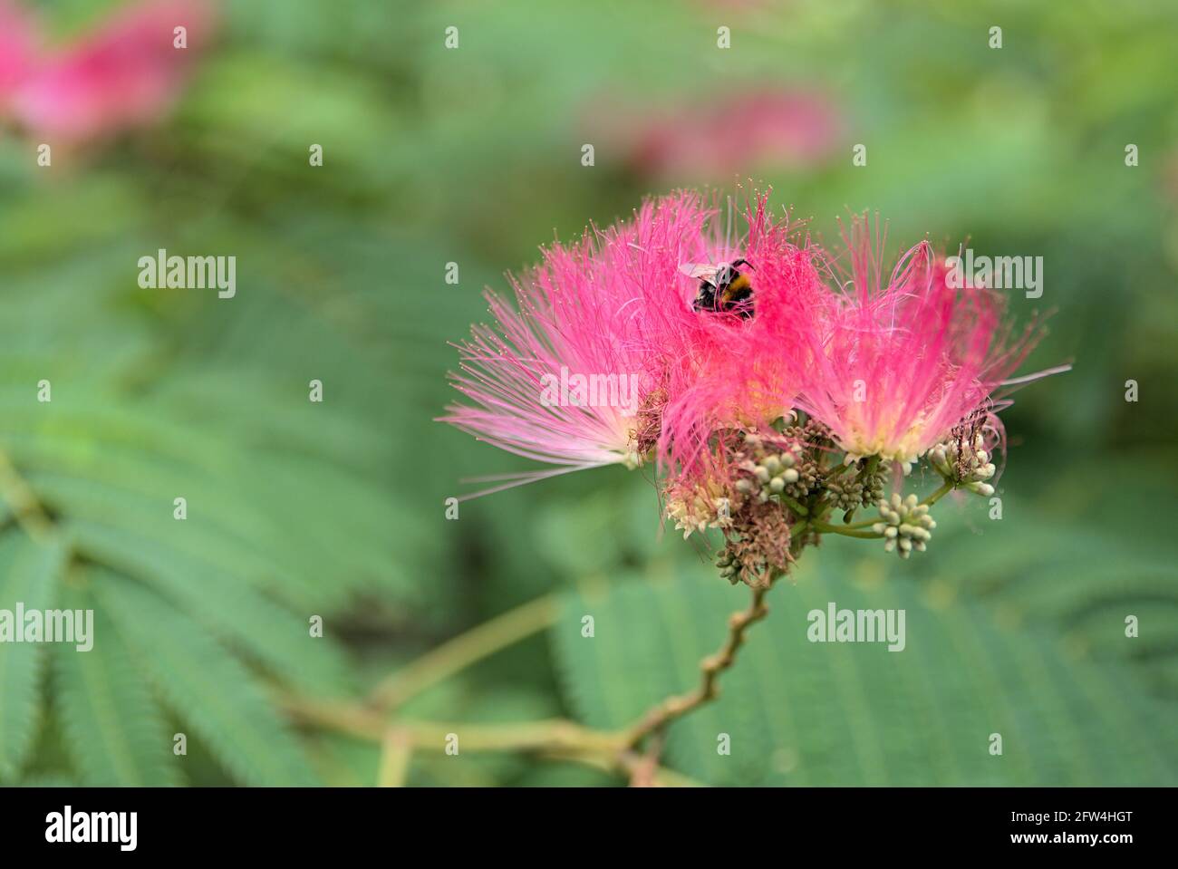 Bumblebee polinating of flowers of Albizia (Albisia) julibrissin, Paraserianthes lophantha Stock Photo