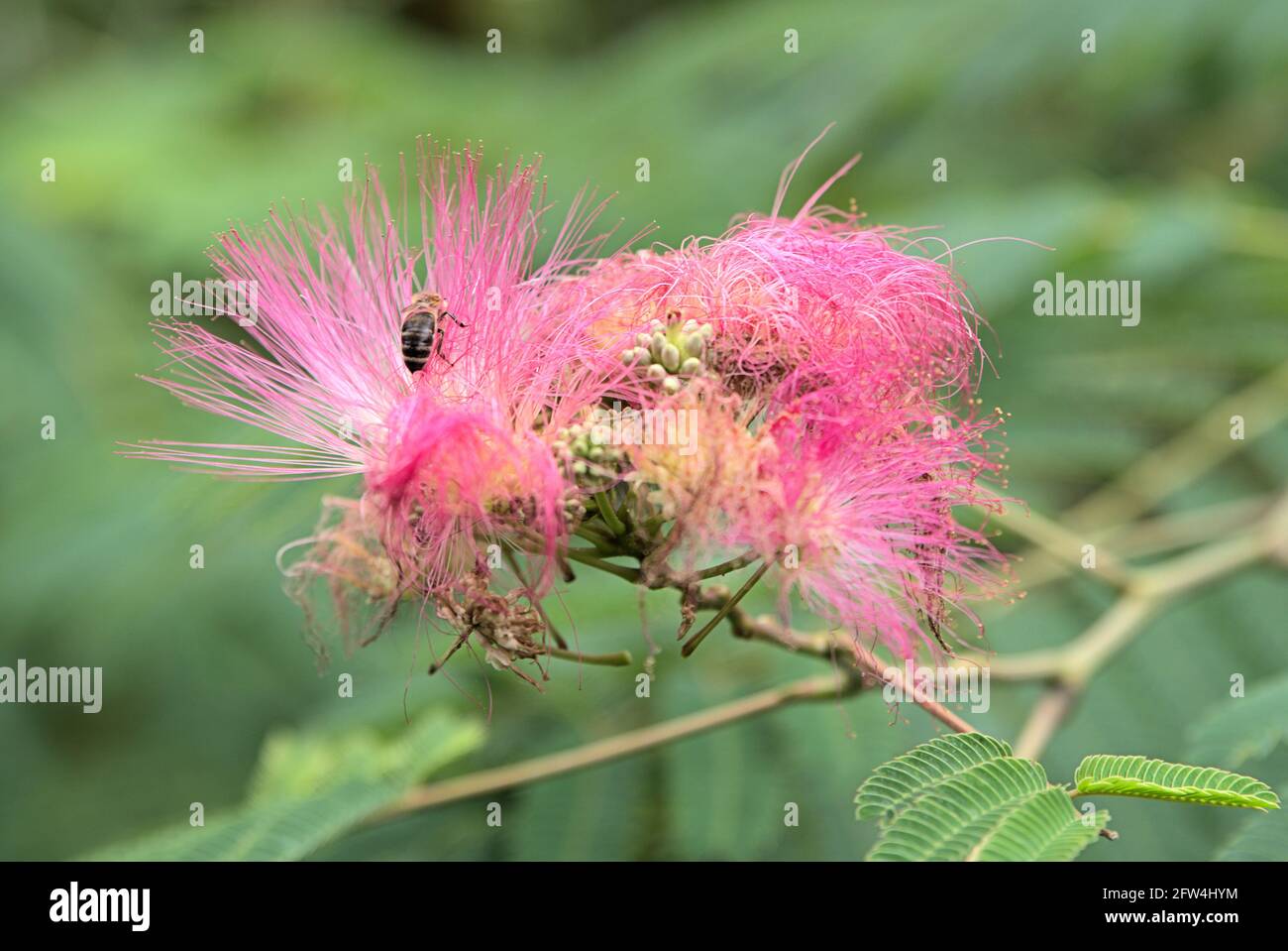 Honey bee is polinating flowers of Albizia (Albisia) julibrissin, Paraserianthes lophantha, picture with shallow depth of field Stock Photo