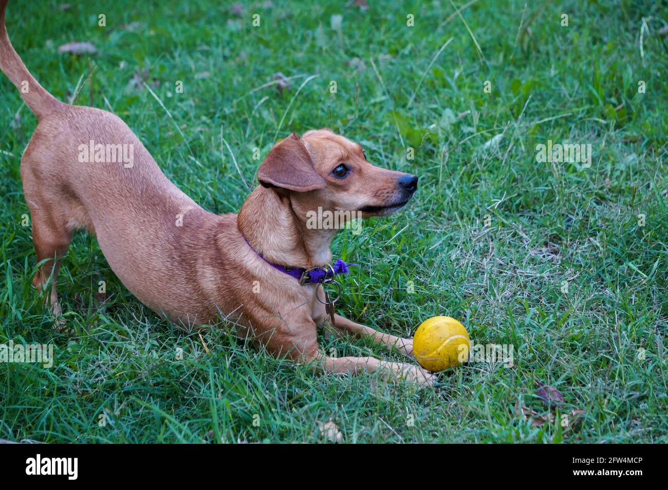 Small cute dog playing in a green grass garden with a yellow ball. Taken outdoor in a summer afternoon Stock Photo