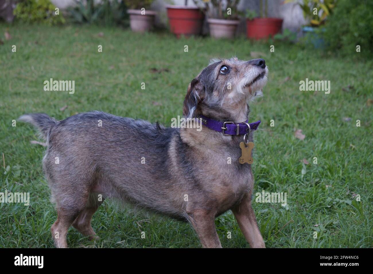 Small cute dog playing in the garden and looking up with expectation. Standing in a green grass area with a few pots in the background. Taken outdoor Stock Photo