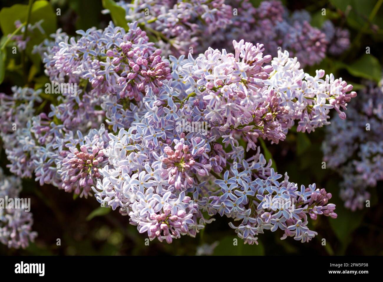 Lilac inflorescence in the springtime, close up. Flowering shrub of Common lilac Stock Photo