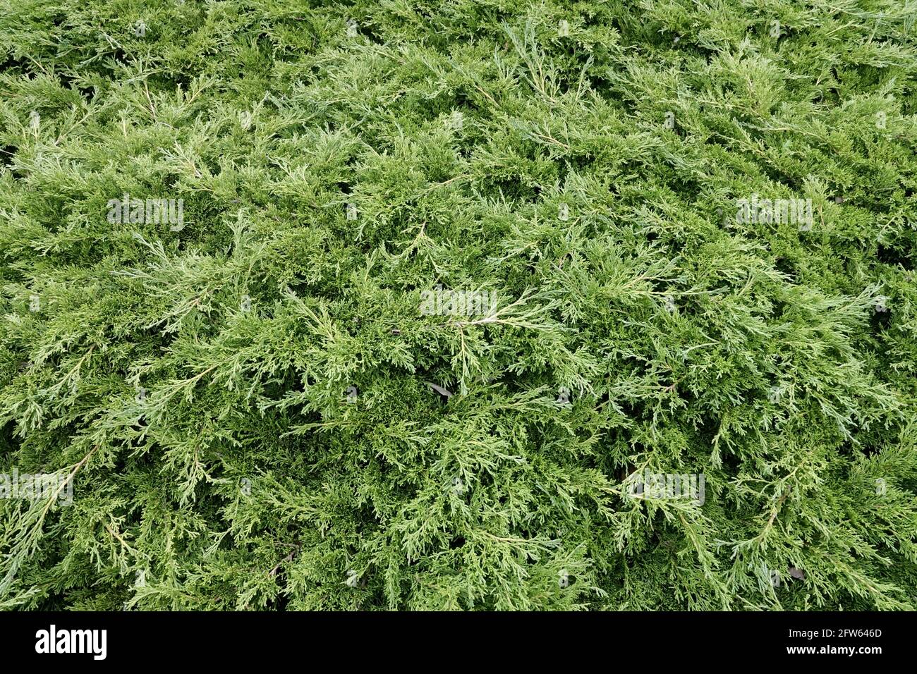 Savin Juniper,Juniperus Calgary Carpet Stock Photo