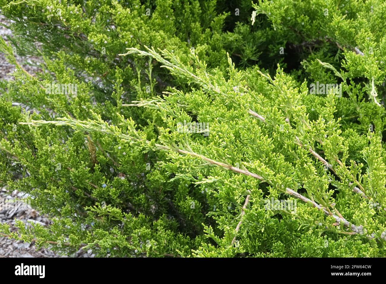 Juniperus 'Rockery Gem' Savin Juniper Stock Photo
