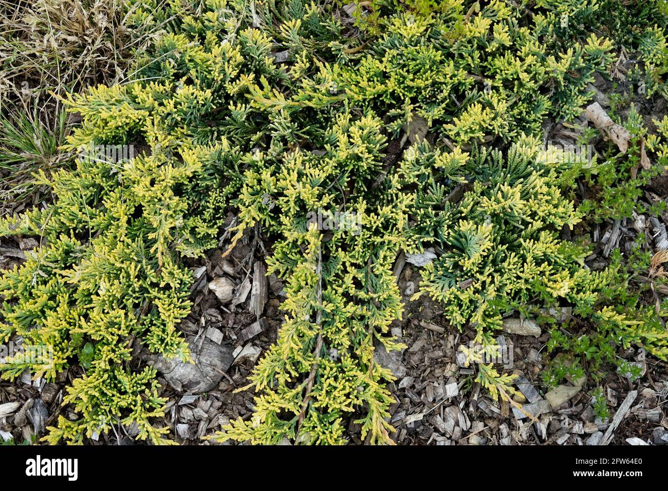 Creeping Juniper Juniperus Mother Lode Stock Photo