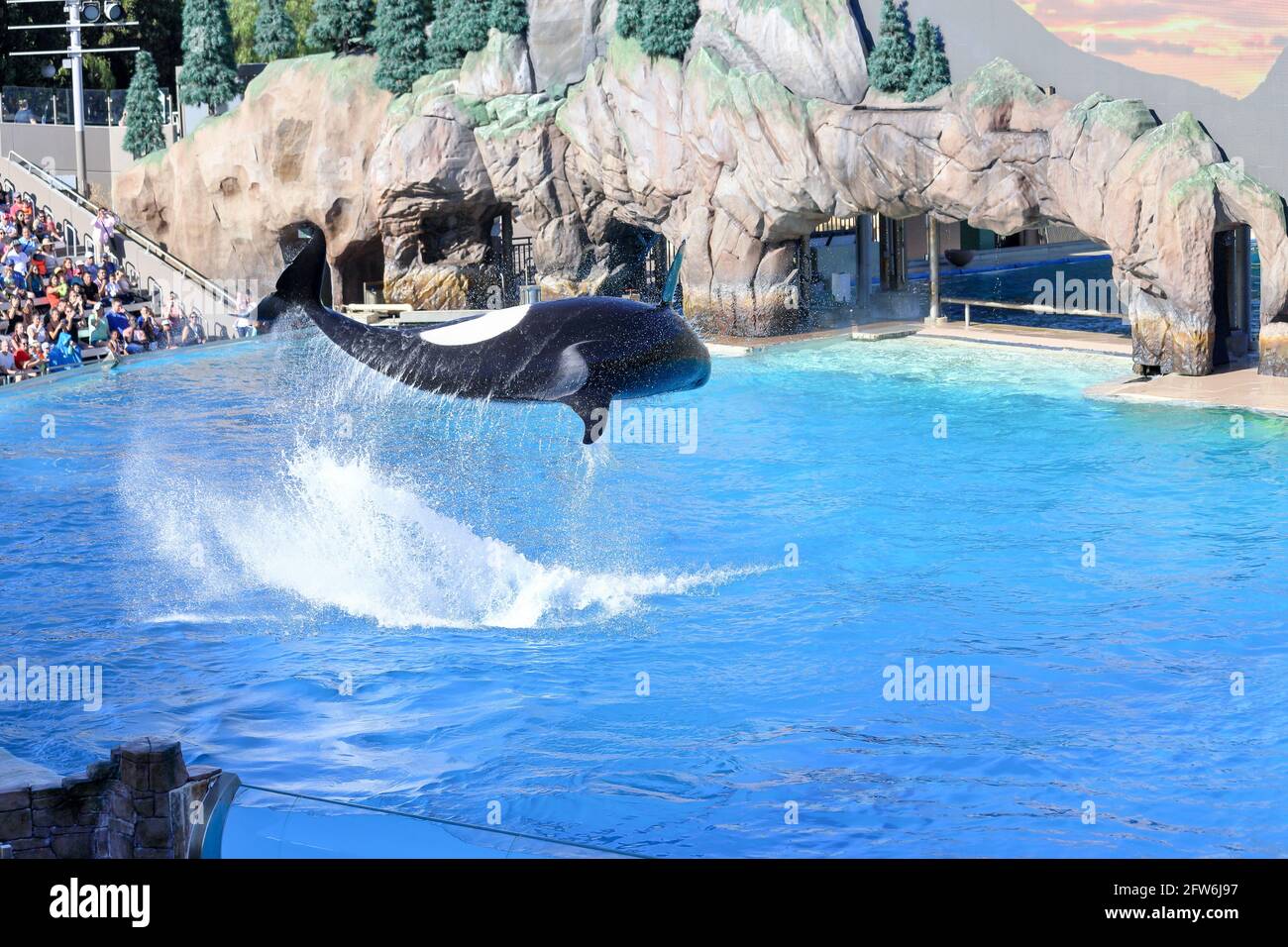 Killer whale jumping out of water flying in the air during a show at Sea world, San Diego Stock Photo