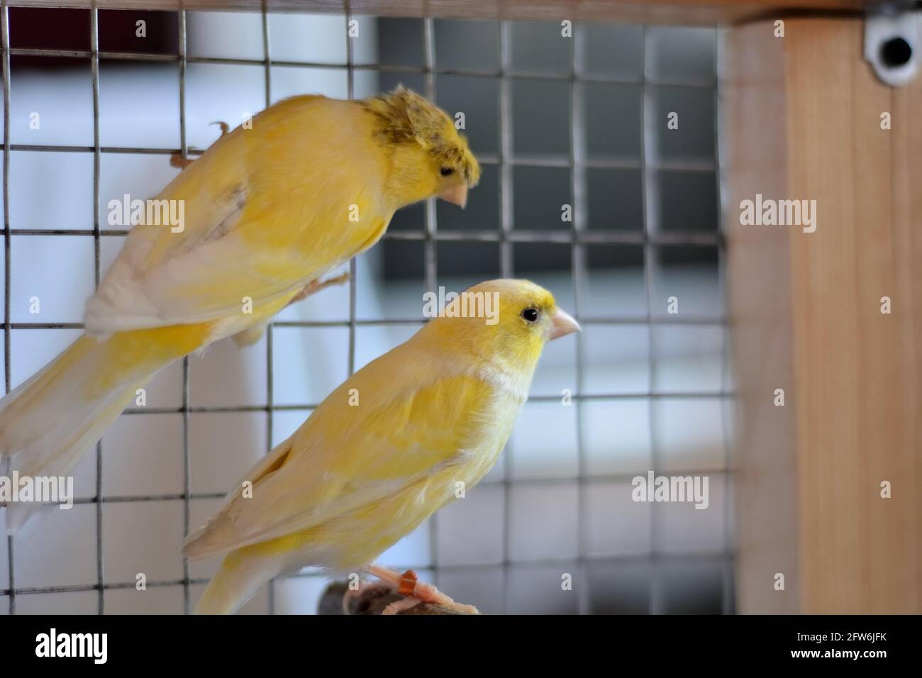 Deux canaris - au nid Photo Stock - Alamy