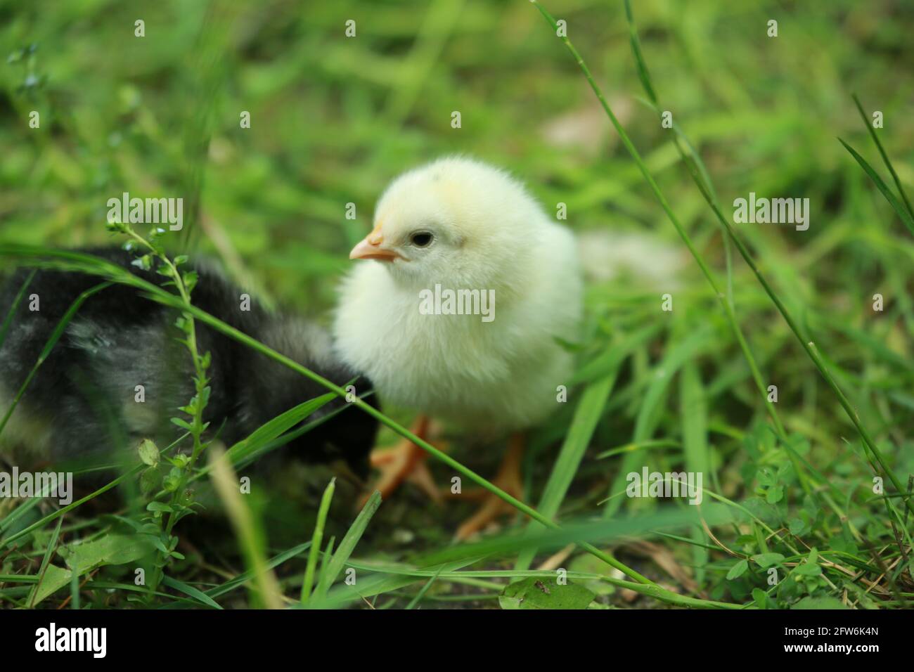 A little young chicken chick in the grass Stock Photo