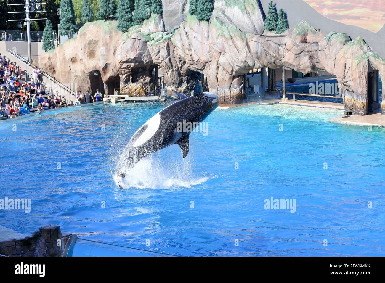 Killer whale jumping out of water during a show at Sea world, San Diego ...