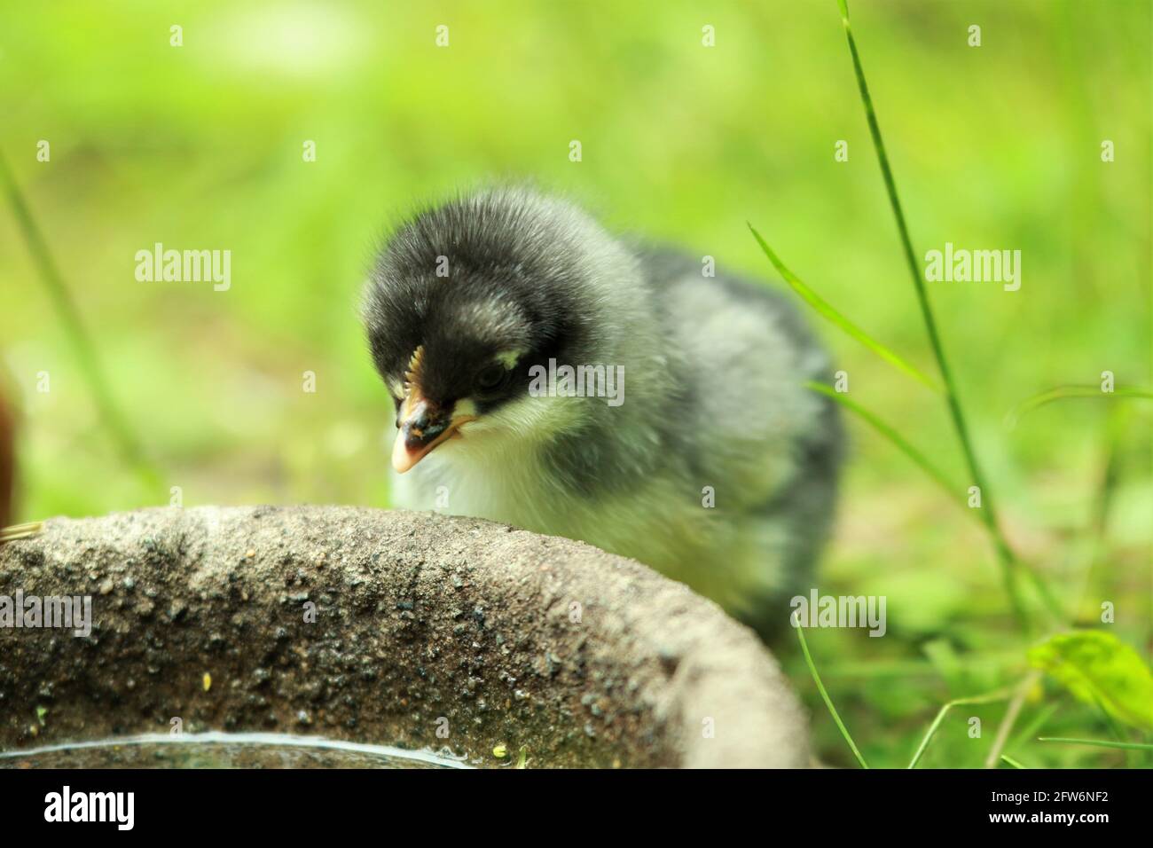 A little young chicken chick in the grass in front of a potions Stock Photo