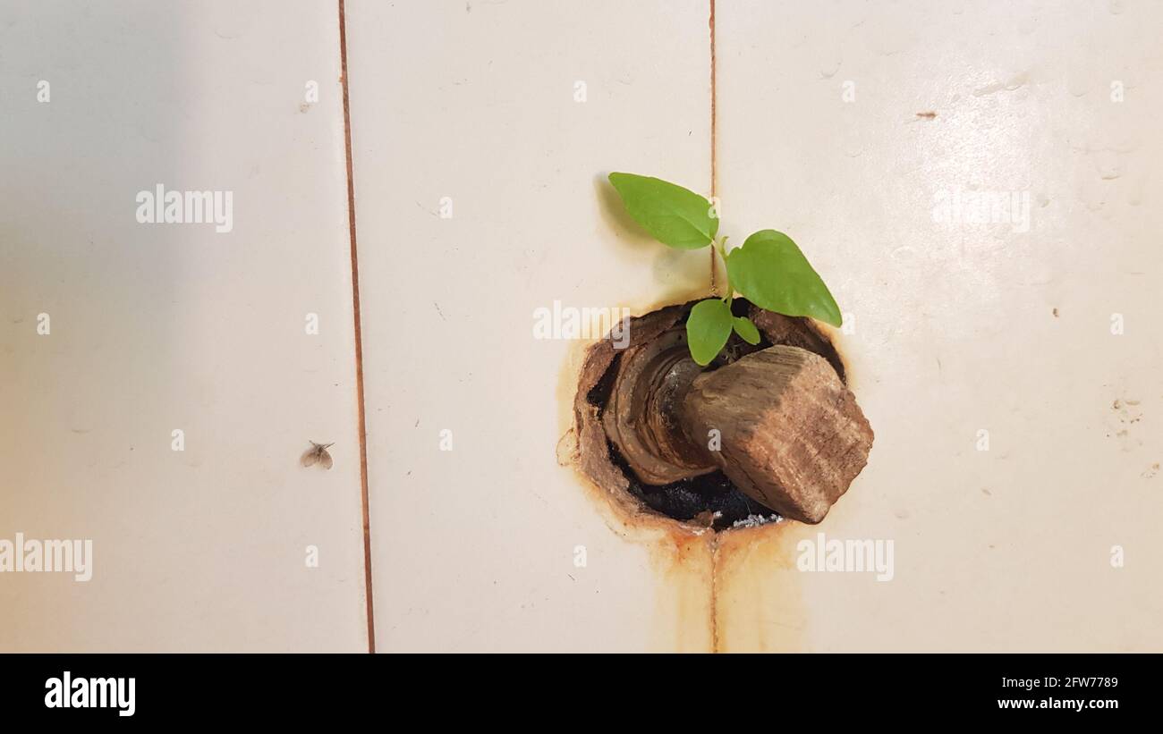 Young plants are trying to grow from the cracking of the aging tile wall. Stock Photo