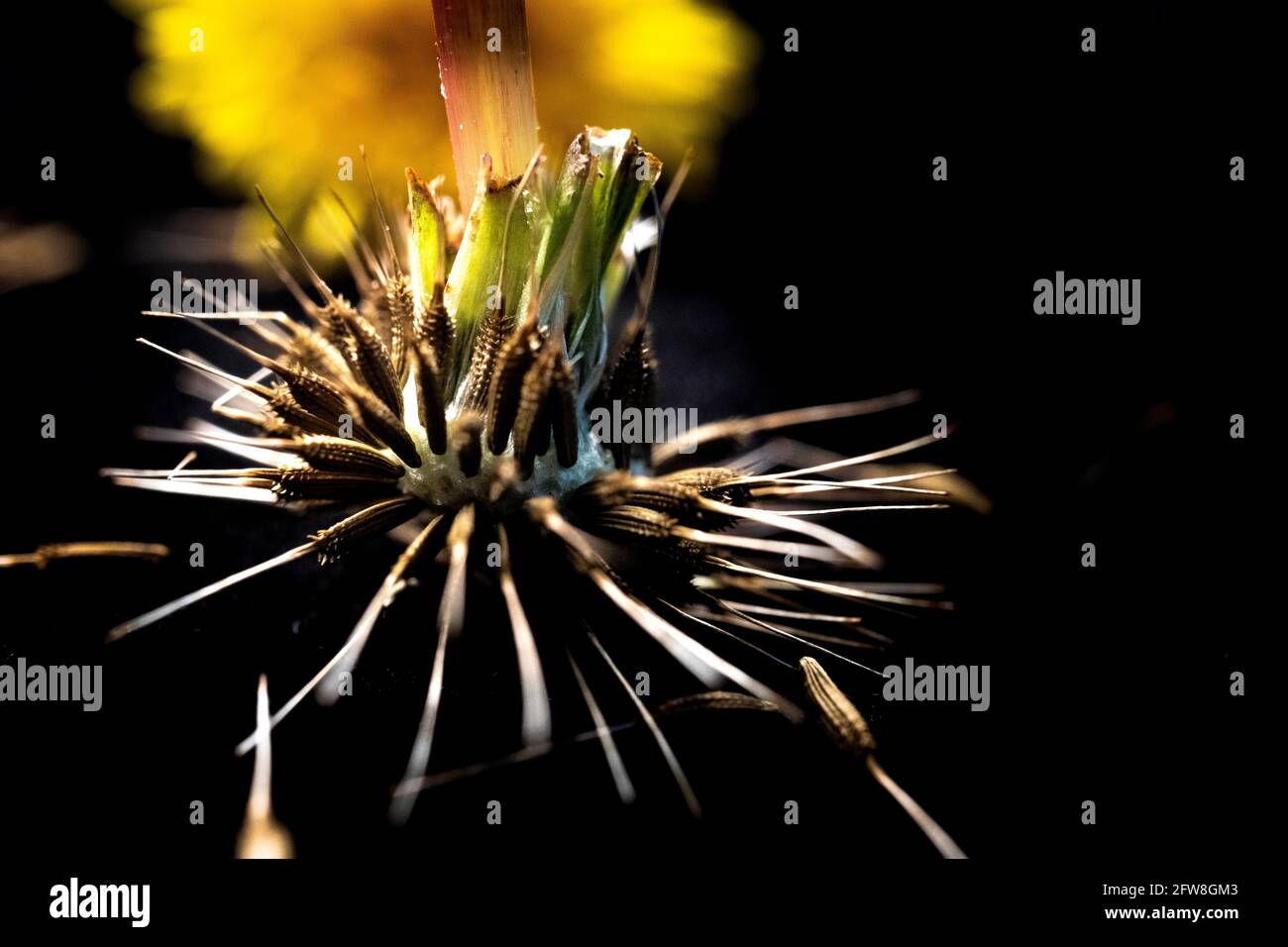 Upside Down Dandelion Seed Head Isolated on Black Background in Front of Yellow Dandelion Flower Head Stock Photo