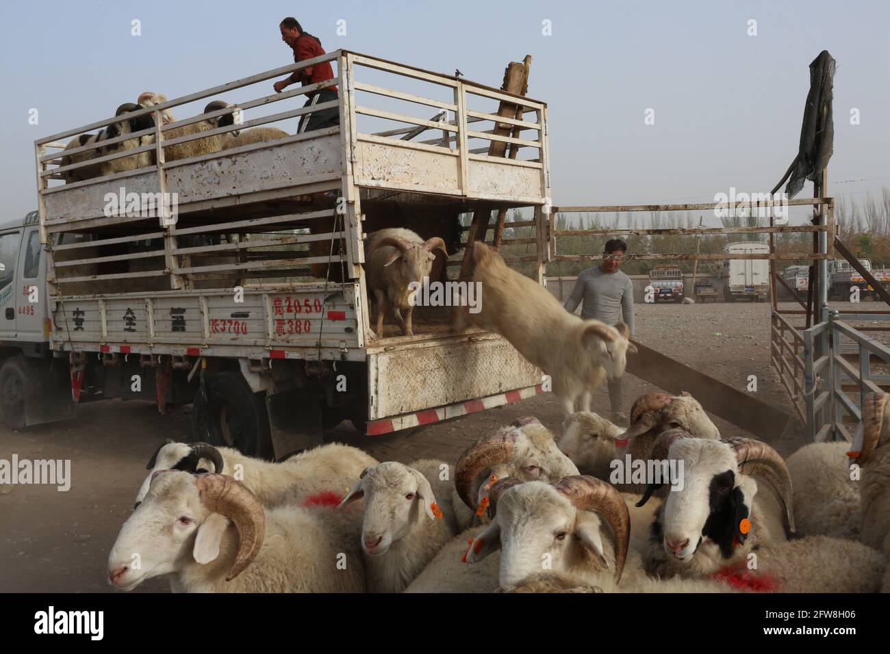 Sunday Animals fair near Kashgar, Xinkiang, Popular Republic of China, 2019 Stock Photo