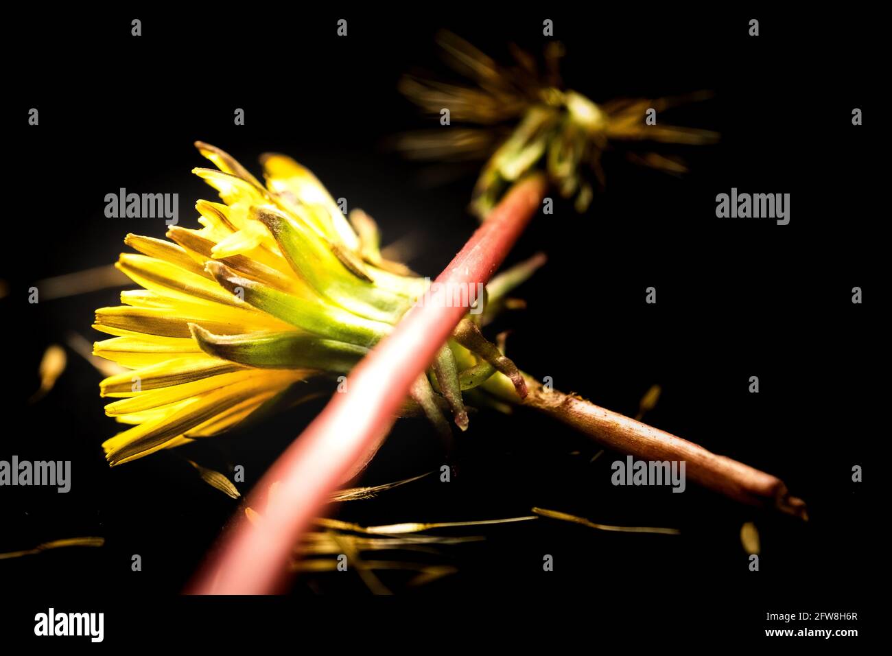 Isolated Yellow Dandelion Flower Head Laying Underneath Dandelion Seed Head Stock Photo