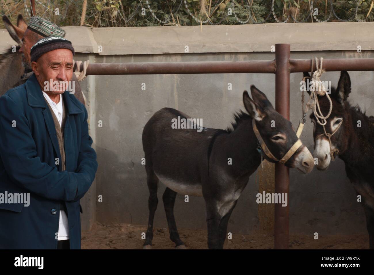 A man with a couple of donkeys at the animal fair Kashgar, Xinkiang, Popular Republic of China, 2019 Stock Photo