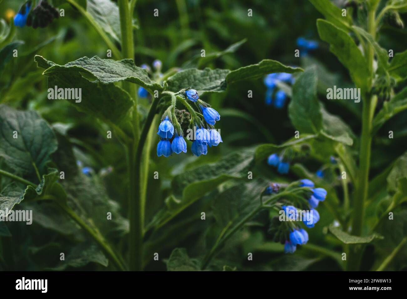 Blue comfrey flowers - ,Quaker comfrey, boneset, knitbone, slippery-root in bloom Stock Photo