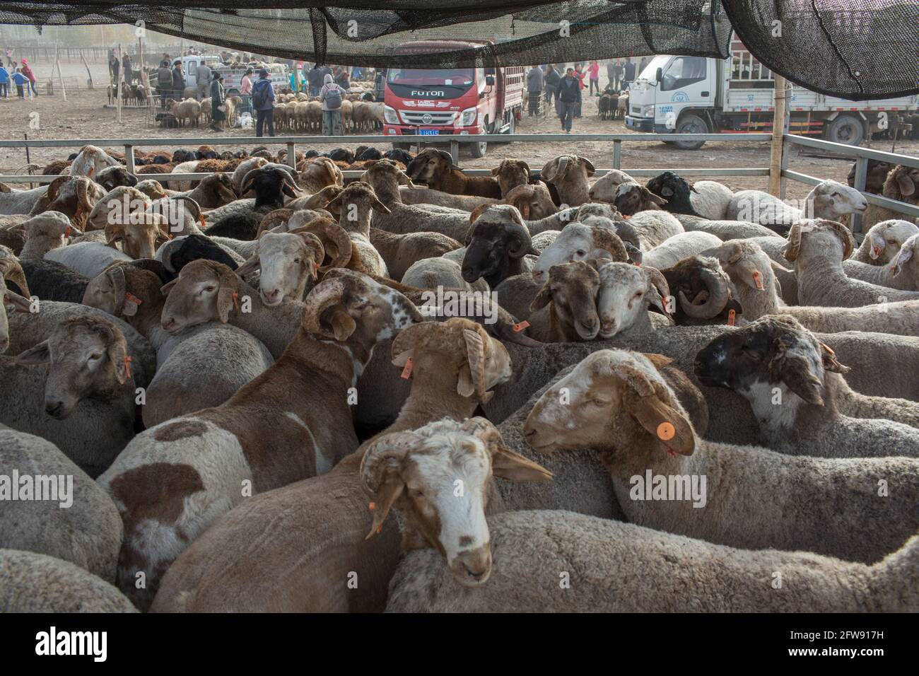 Fence full of sheep Kashgar, Sinkiang, Popular Republic of China, 2019 Stock Photo