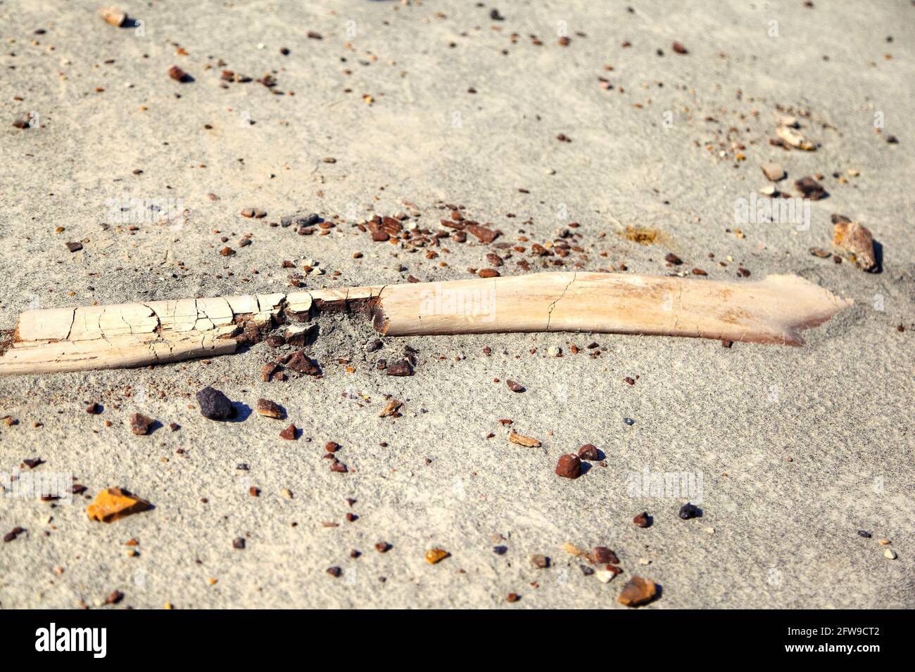 Dinosaur fossils at Dinosaur Provincial Park in Alberta, Canada. A