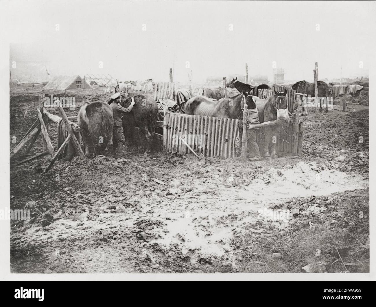 World War One, WWI, Western Front - Horses in an active service stable, France Stock Photo
